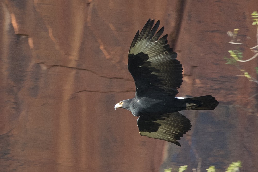 Verreauxs' Eagle
