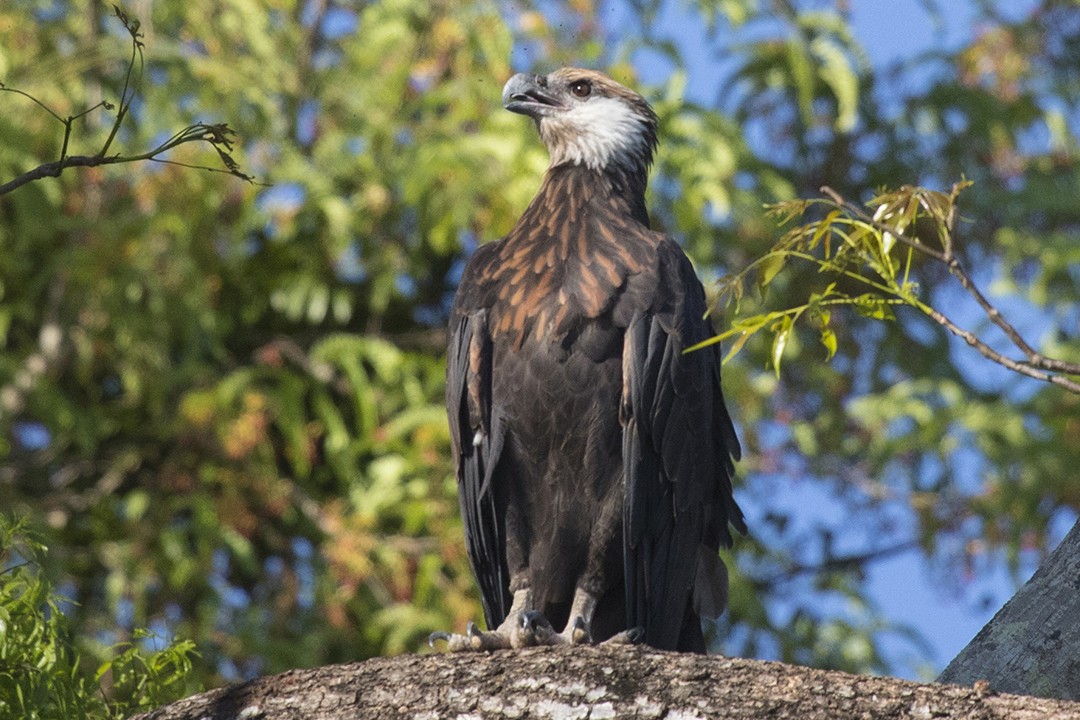 Madagascar Fish Eagle