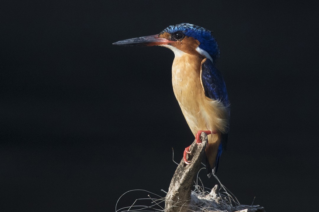 Madagascar Kingfisher