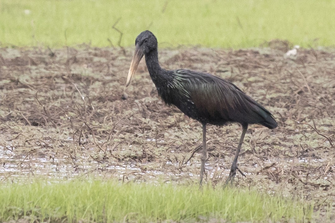 African Openbill