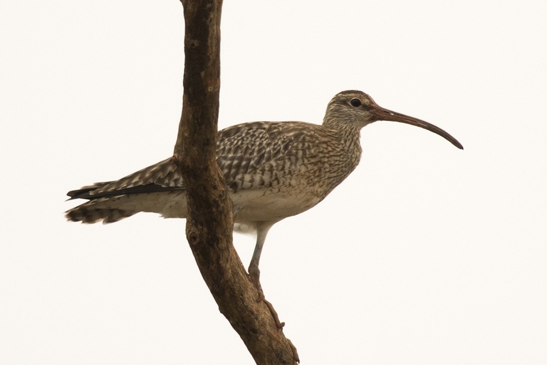 Whimbrel