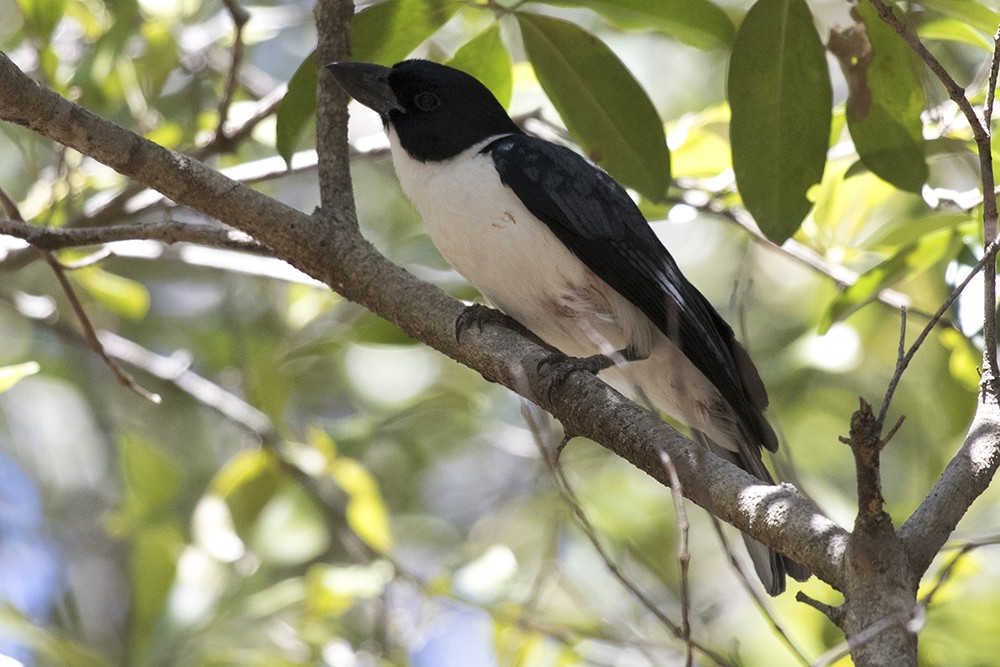 Van Dam's Vanga