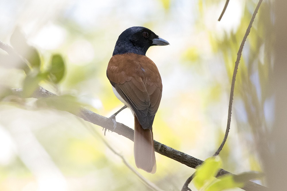 Rufous Vanga