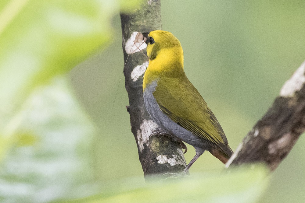 Nelicourvi Weaver
