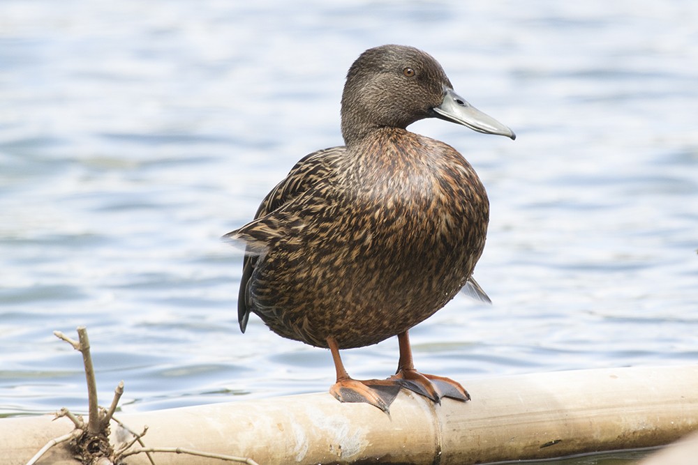 Meller's Duck