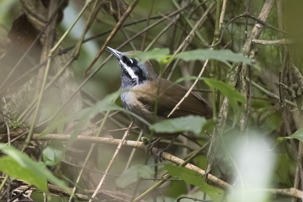 Crossley's Vanga
