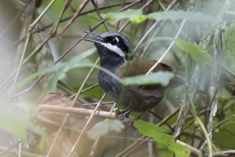 Crossley's Vanga