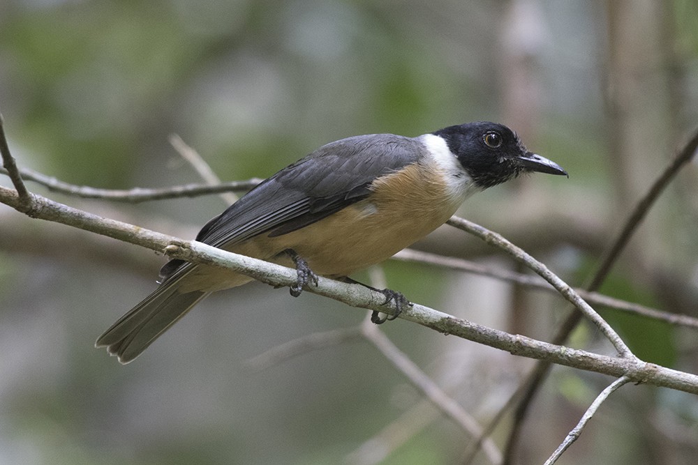 Tylas Vanga