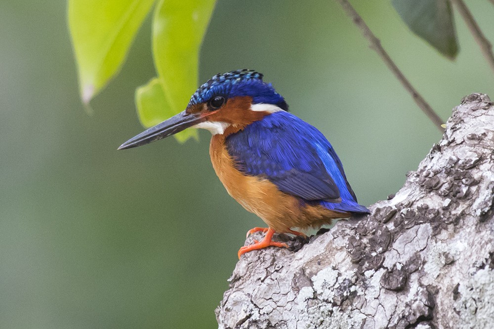Madagascar Kingfisher