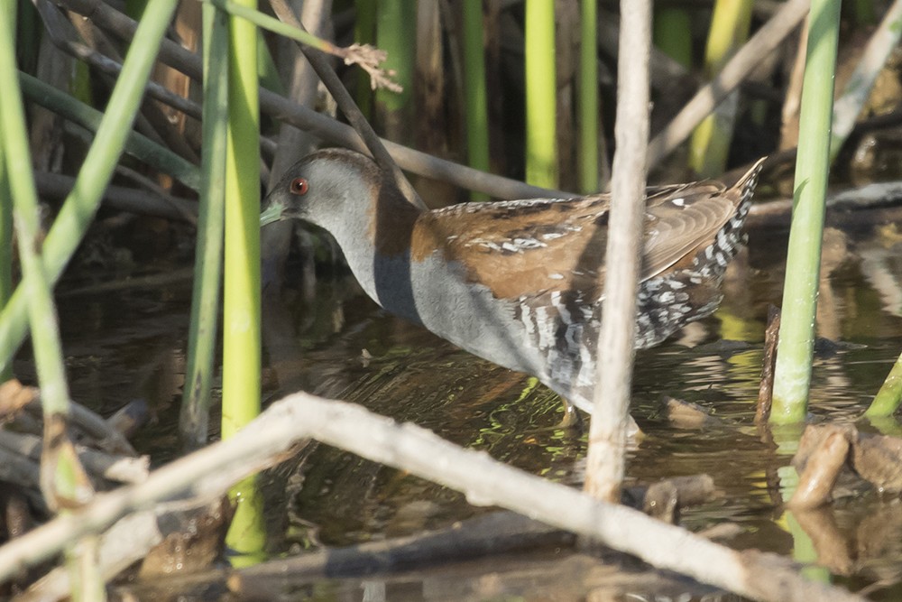 Baillon's Crake
