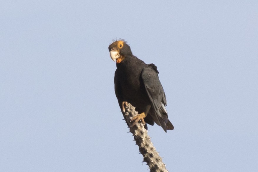 Greater Vasa Parrot