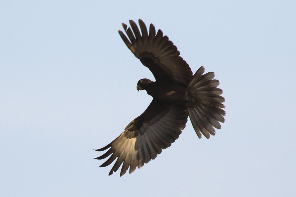Greater Vasa Parrot