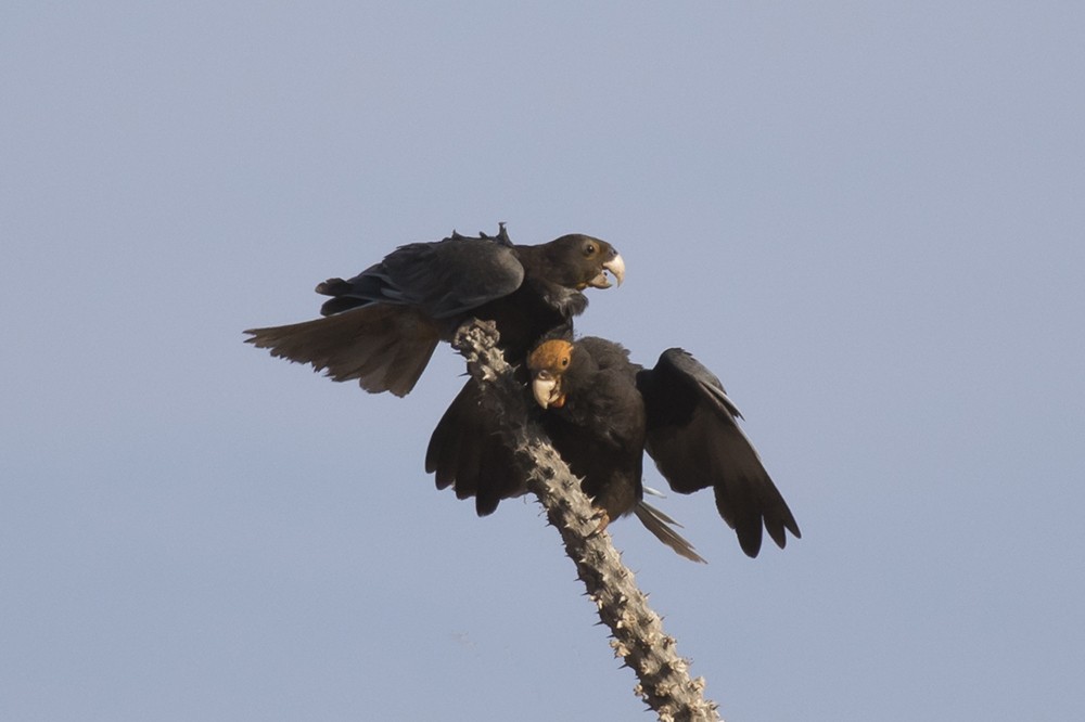 Greater Vasa Parrot