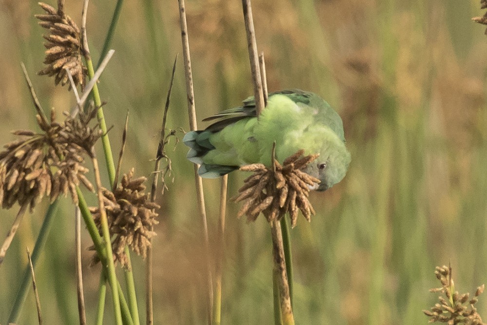 Grey-headed Lovebird