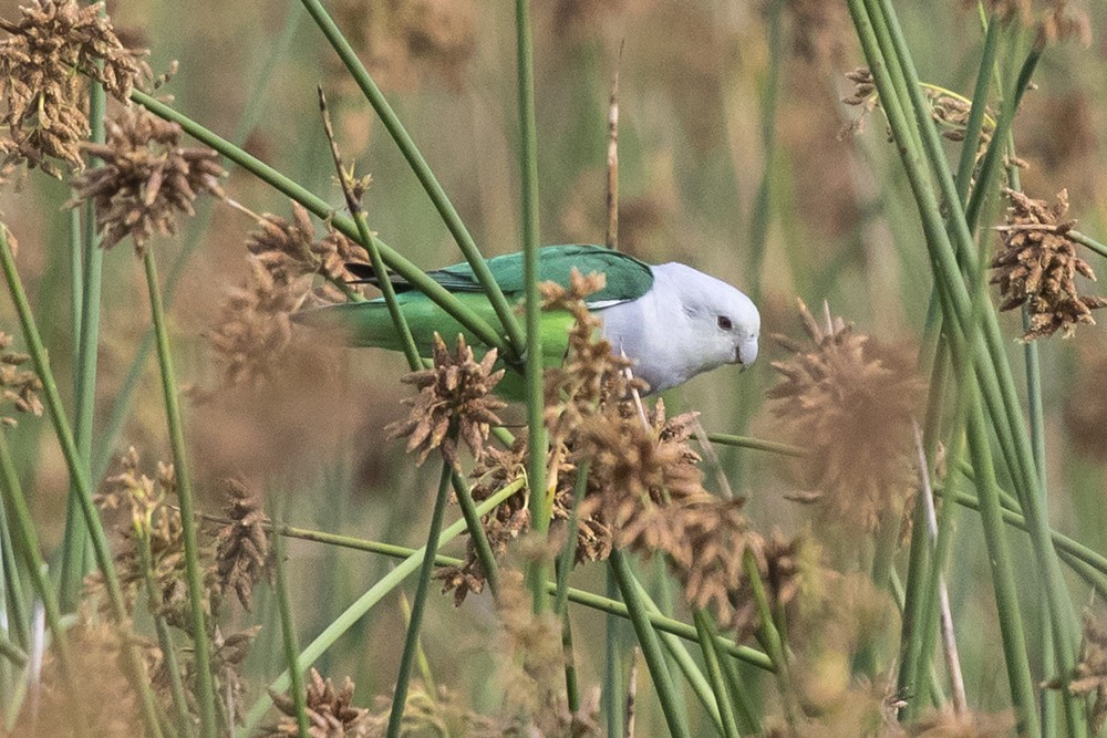 Grey-headed Lovebird