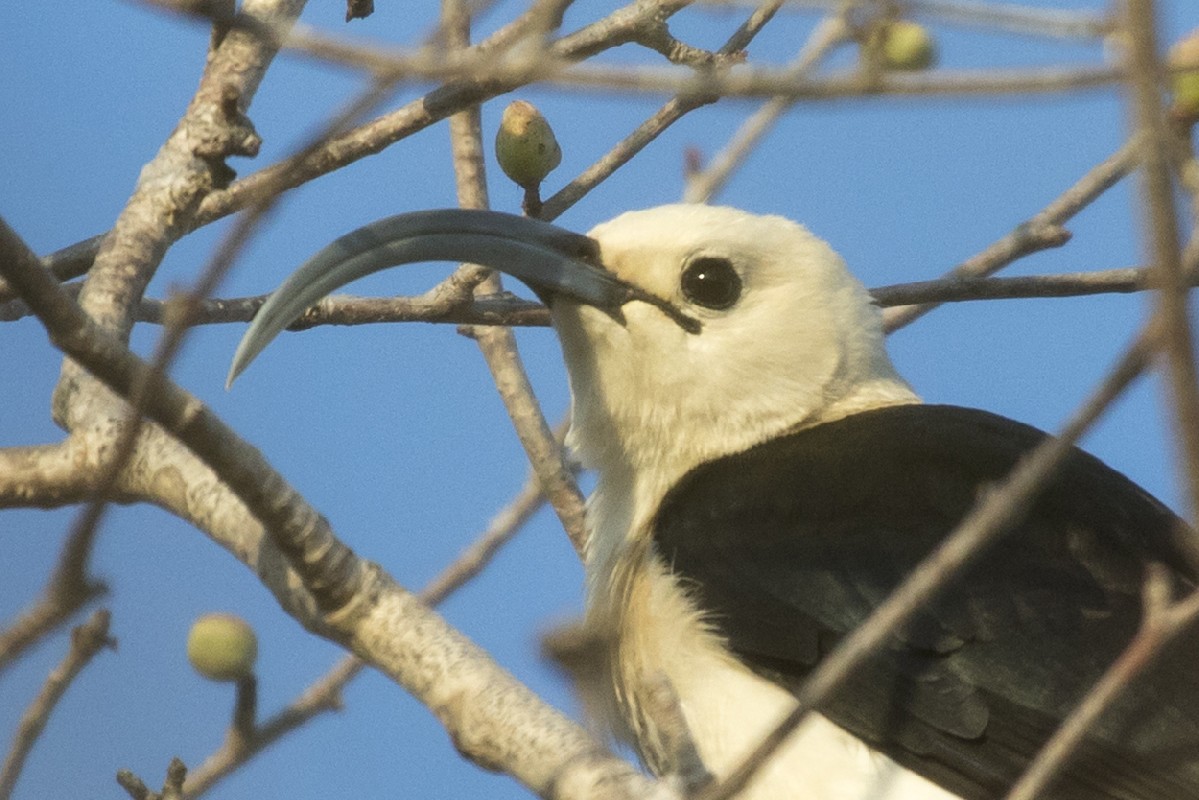 Sickle-billed Vanga