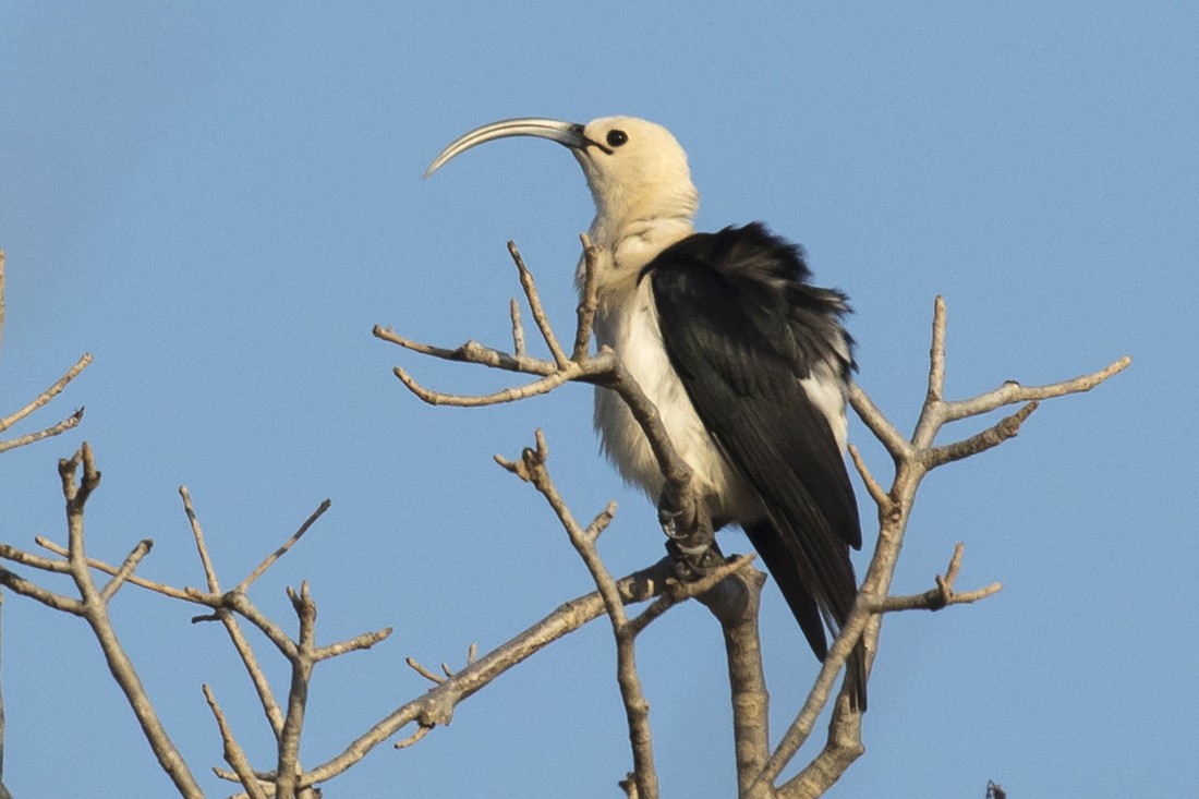 Sickle-billed Vanga