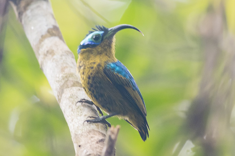 Common Sunbird-Asity
