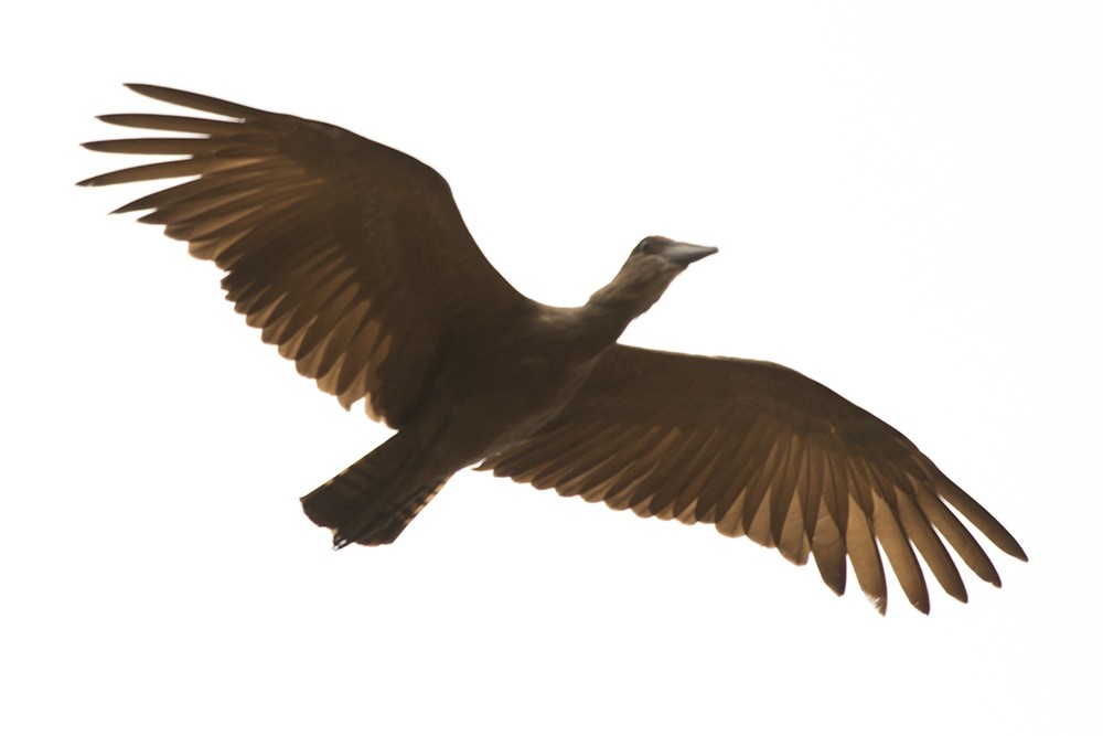 Hamerkop