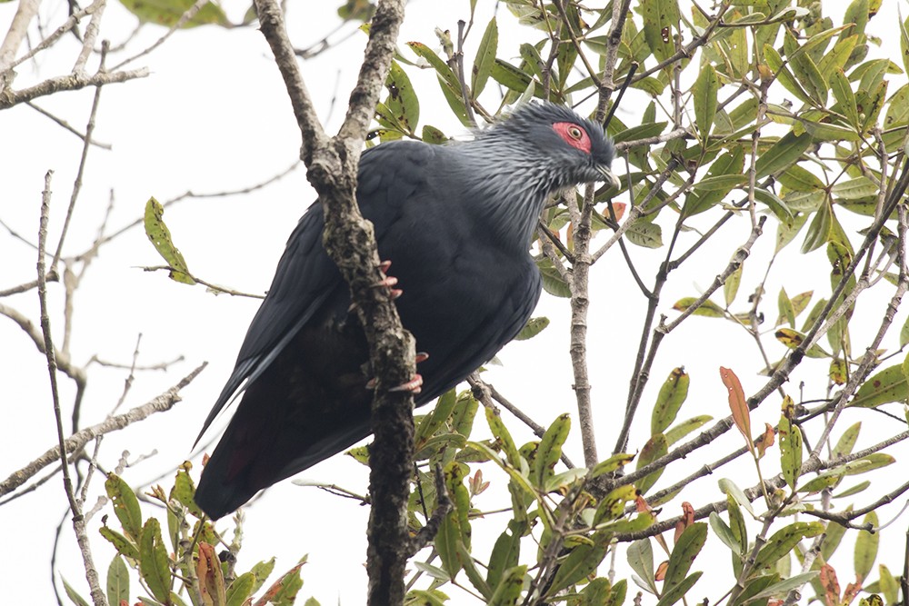 Madagascar Blue Pigeon