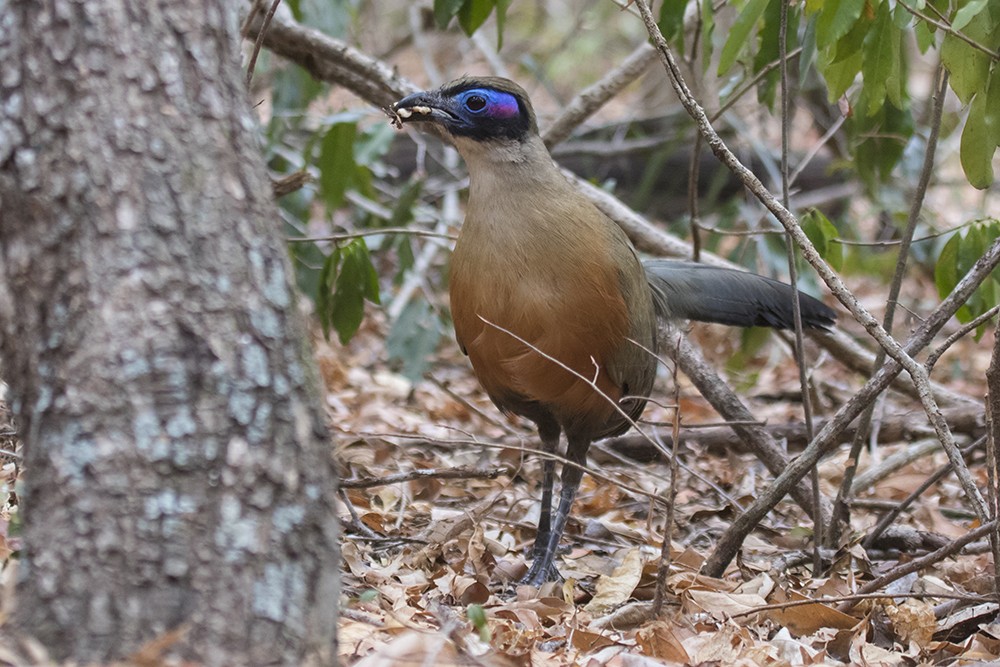 Giant Coua