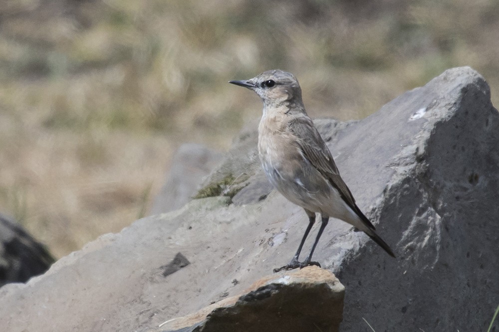 Isabelline Wheatear