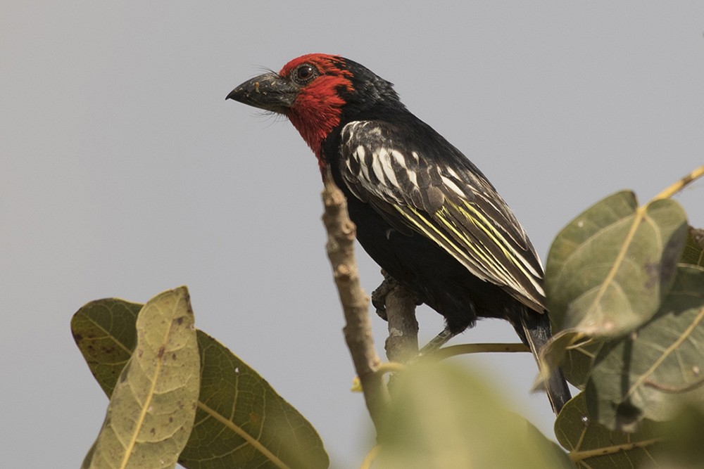 Black-billed Barbet