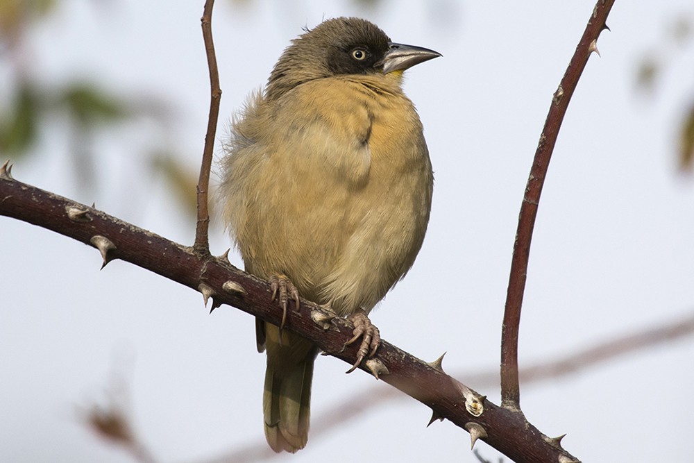 Baglafecht Weaver