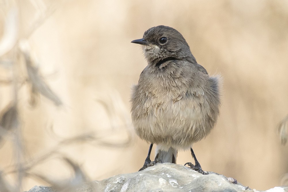 Moorland Chat