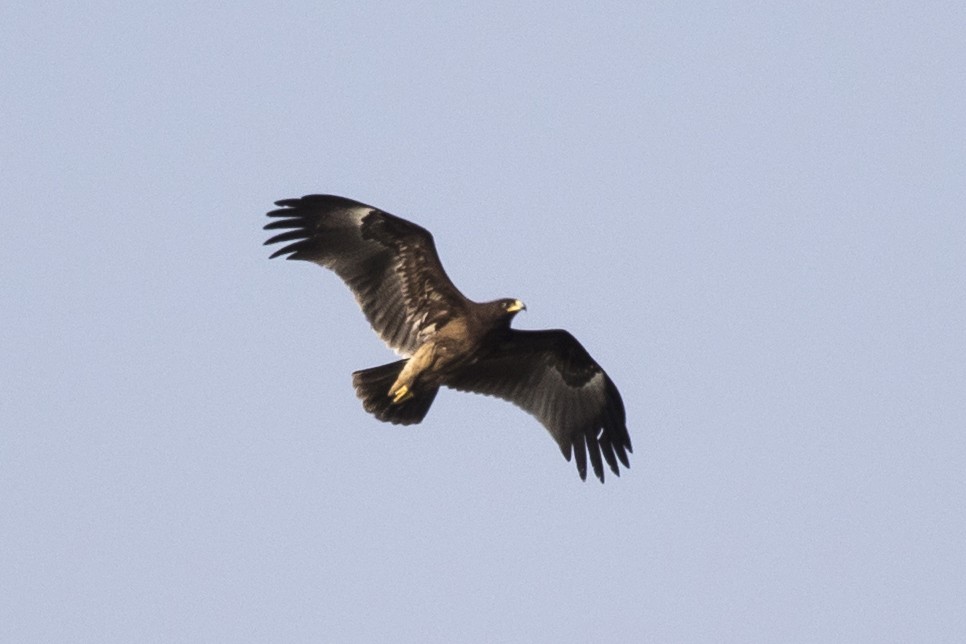 Greater Spotted Eagle