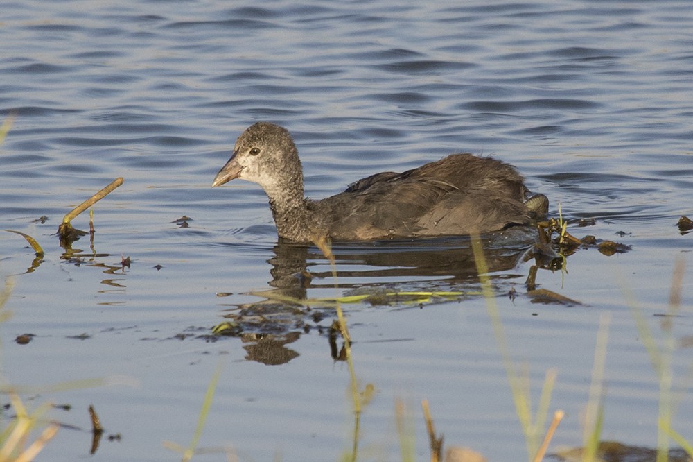 Red-knobbed Coot