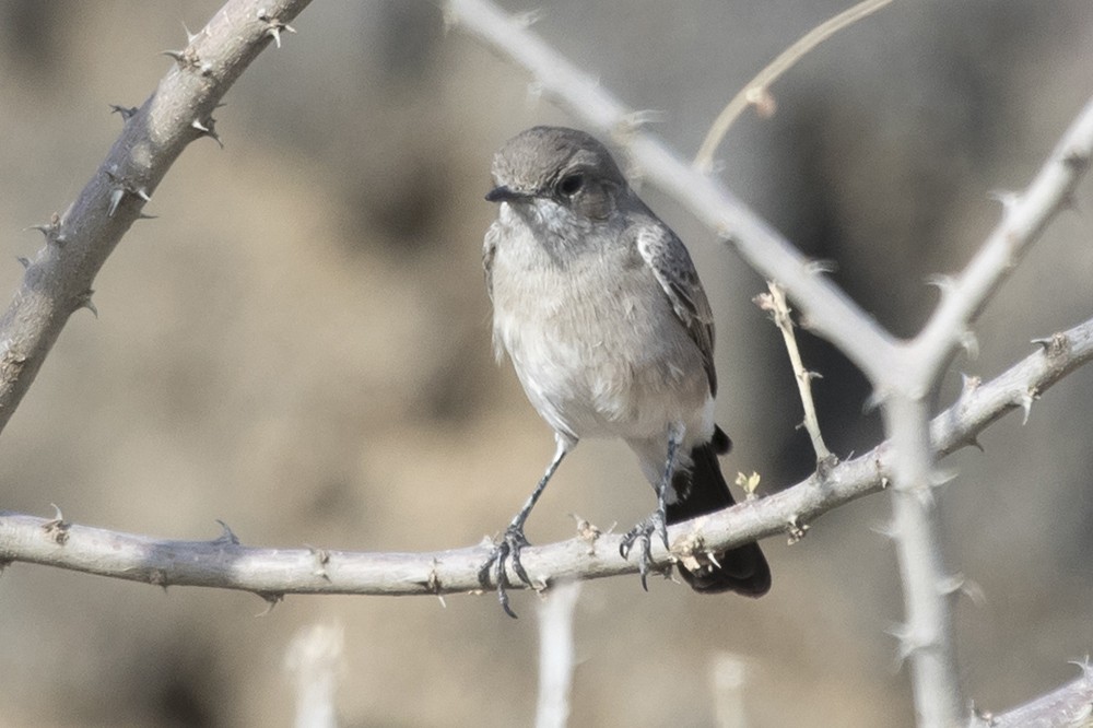 Blackstart