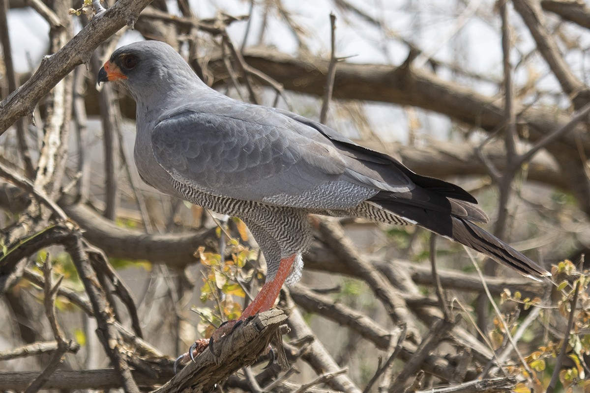 Dark Chanting Goshawk