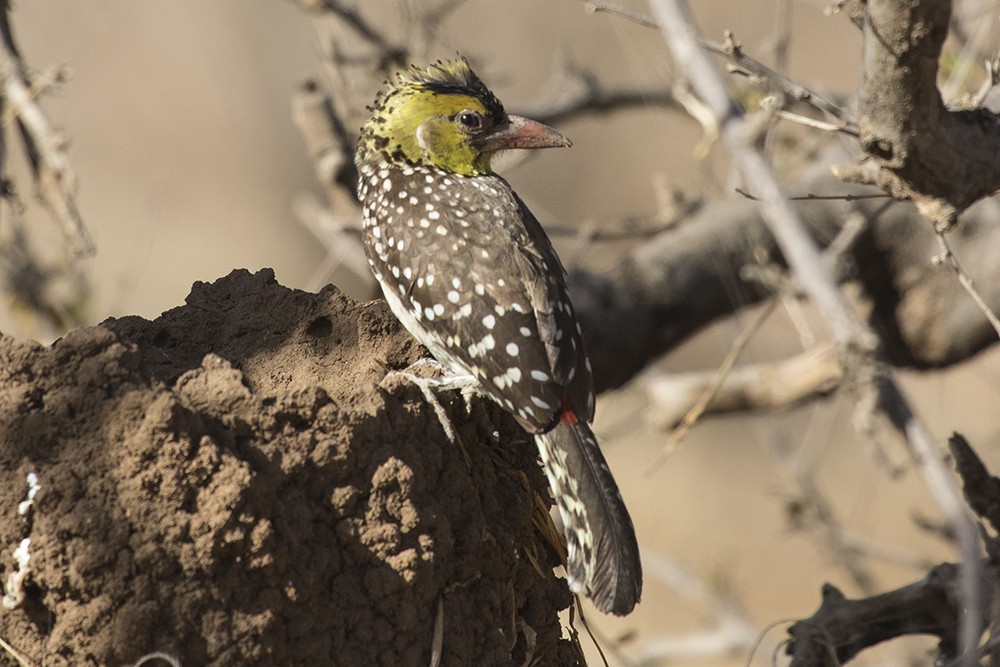 Yellow-breasted Barbet