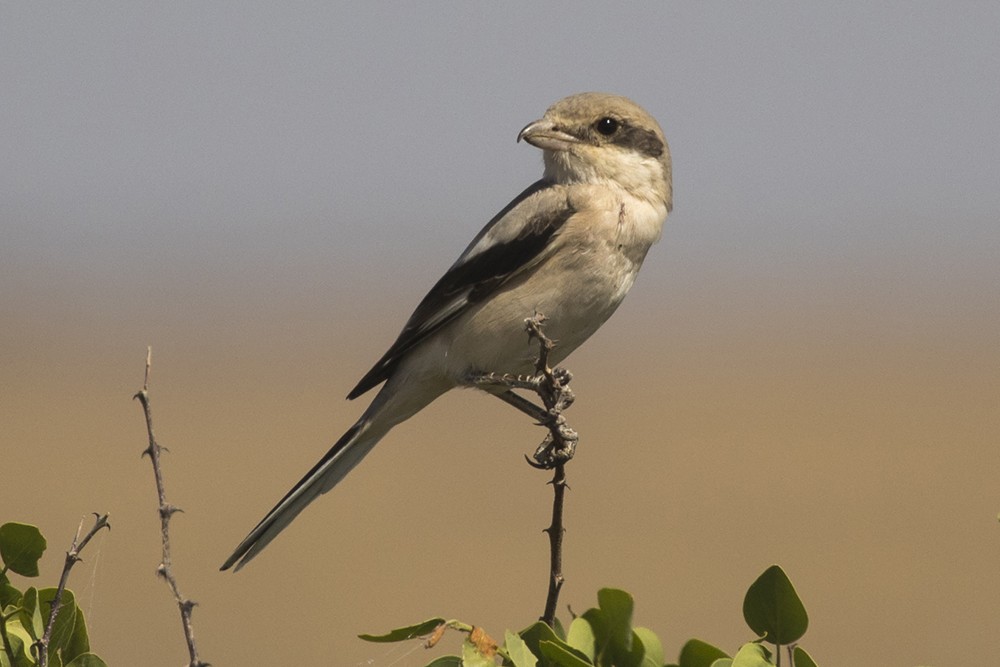 Steppe Grey Shrike