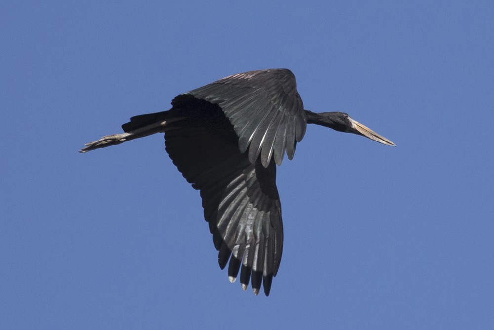 African Openbill