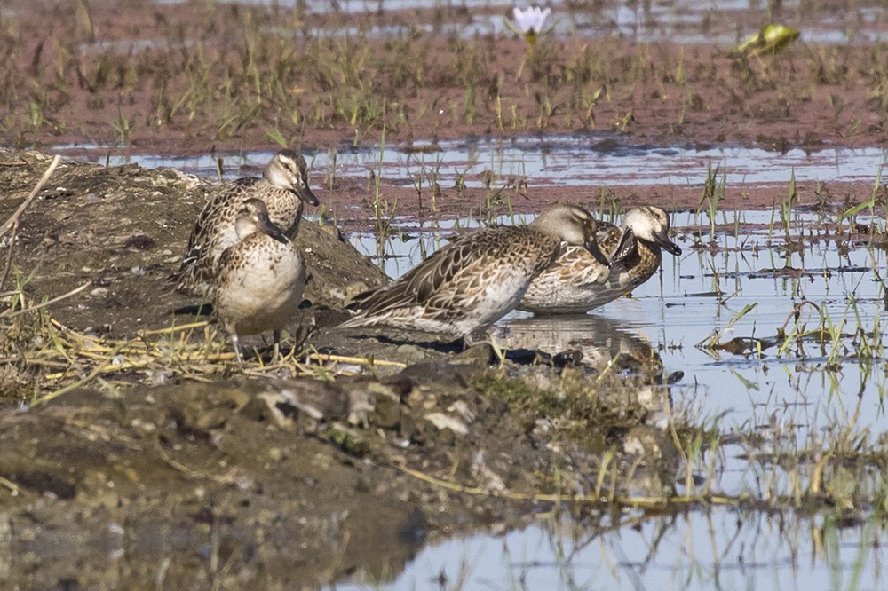 Garganey