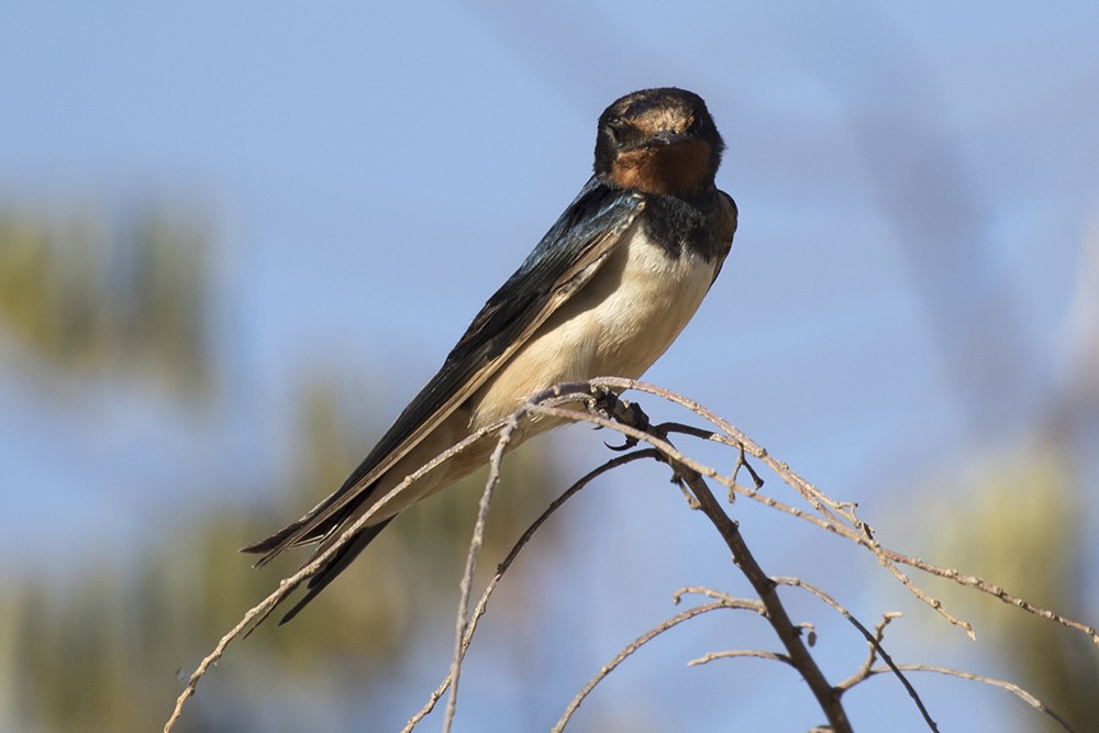 Barn Swallow