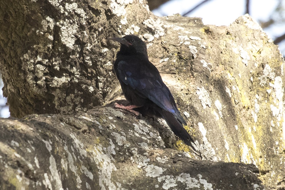 Black-billed Wood Hoopoe