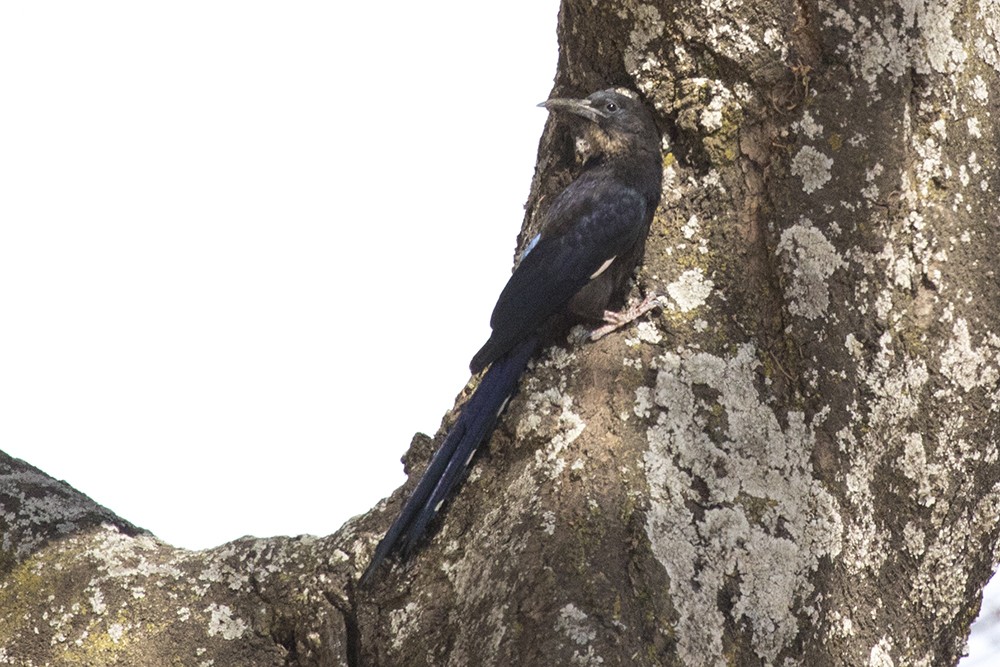 Black-billed Wood Hoopoe