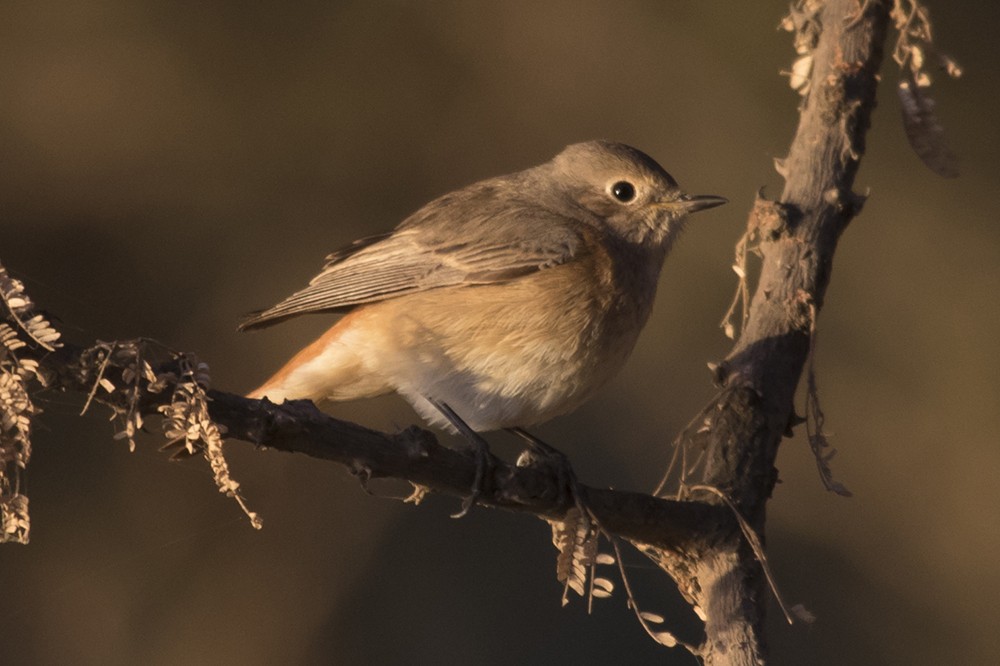 Common Redstart