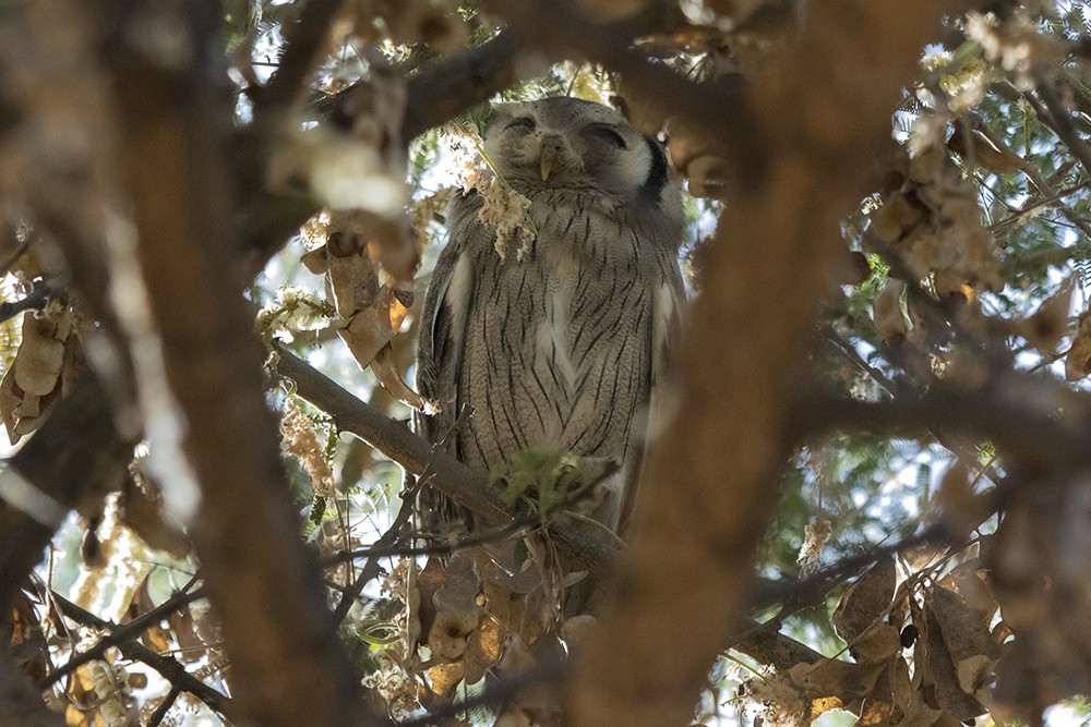 Northern White-faced Owl