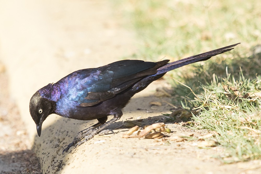 Ruppell's Starling