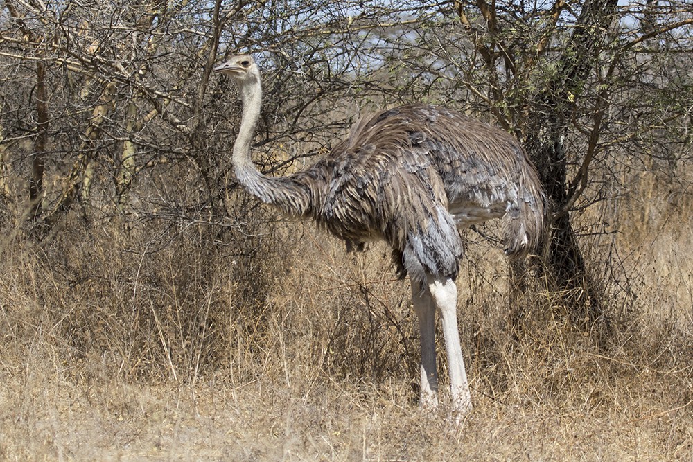 Somali Ostrich