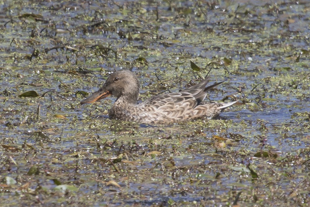 Northern Shoveler