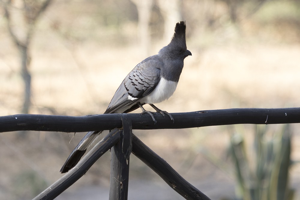 White-bellied Go-away-bird