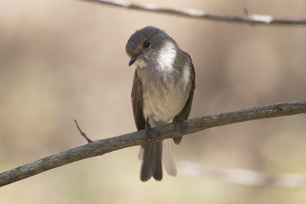African Dusky Flycatcher
