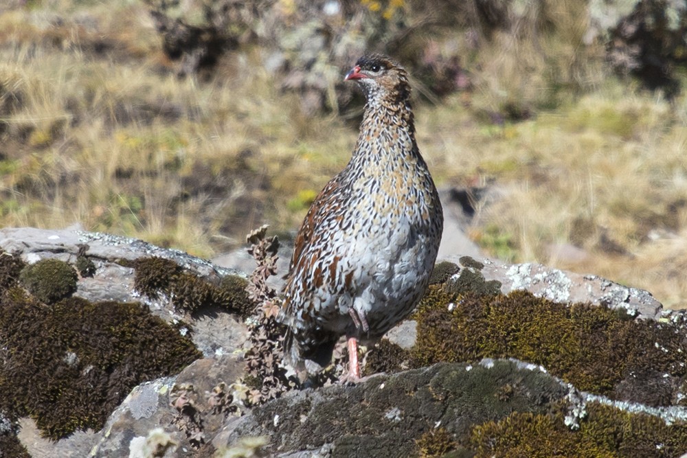 Chestnut-naped Francolin