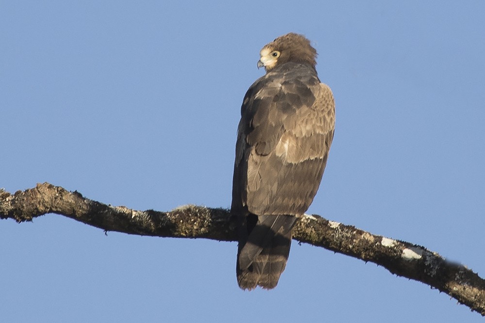 African Harrier-Hawk