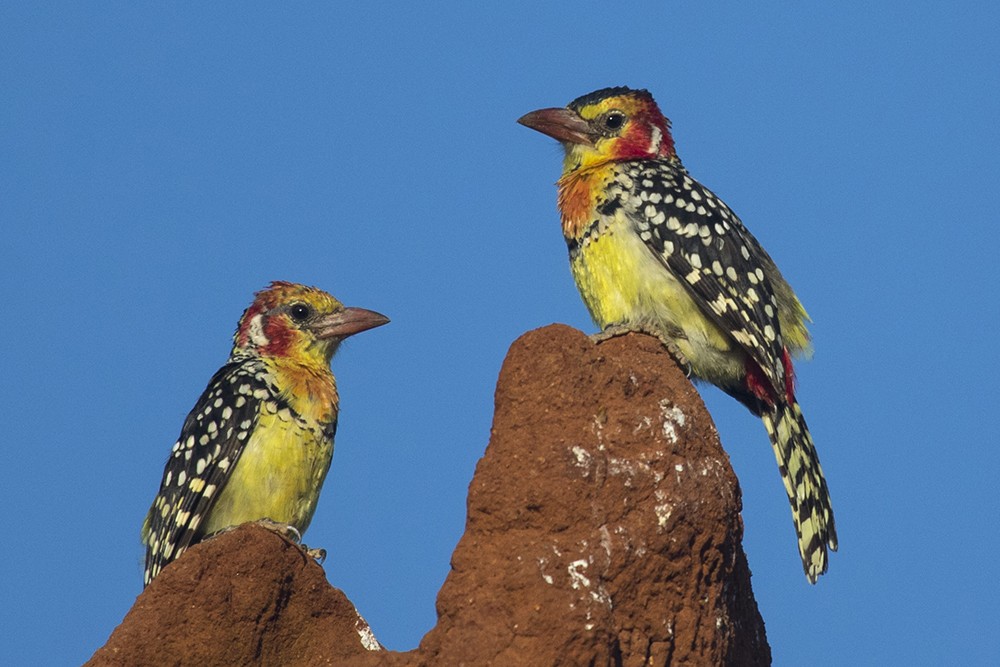 Red-and-Yellow Barbet